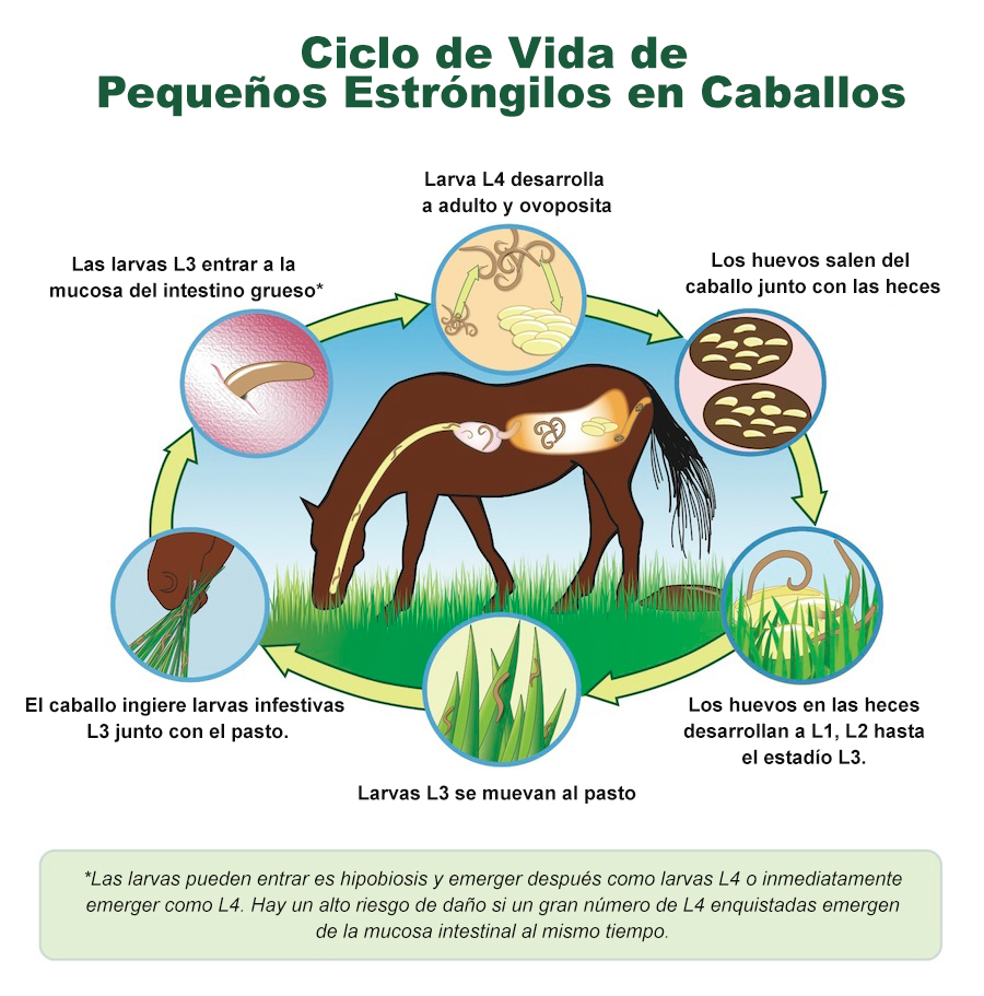 CICLO DE VIDA PEQUEÑOS ESTRÓNGILOS